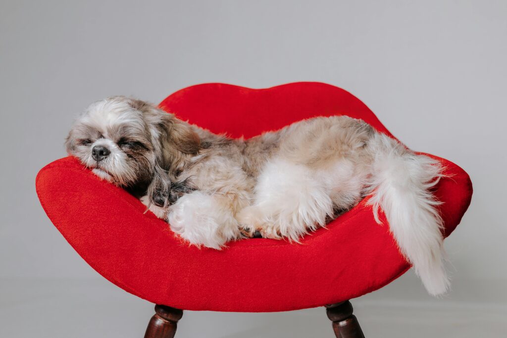 Charming Shih Tzu dog peacefully sleeping on a stylish red lips chair in a studio setting.